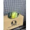 AGV PİSTA GP RR YEŞİL VİZÖR